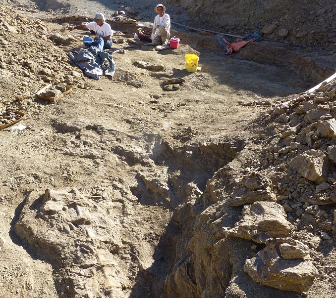 Diplodocus tail Camarasaurus vertebra